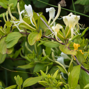 Photographie n°2531970 du taxon Lonicera japonica Thunb.