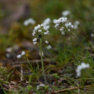  - Teesdalia nudicaulis (L.) R.Br.