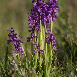  - Anacamptis morio (L.) R.M.Bateman, Pridgeon & M.W.Chase