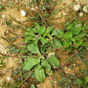 Photographie n°2531995 du taxon Plantago major L.