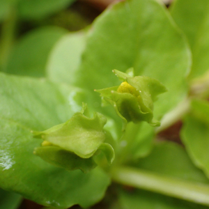 Photographie n°2532052 du taxon Lysimachia nummularia L.