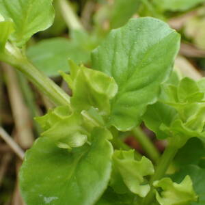 Photographie n°2532054 du taxon Lysimachia nummularia L.