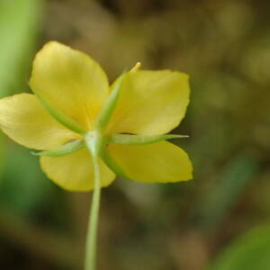 Photographie n°2532101 du taxon Lysimachia nemorum L.