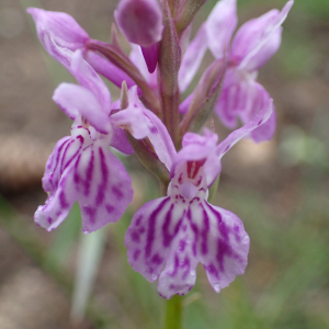 Photographie n°2532142 du taxon Dactylorhiza fuchsii (Druce) Soó