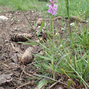 Photographie n°2532144 du taxon Dactylorhiza fuchsii (Druce) Soó