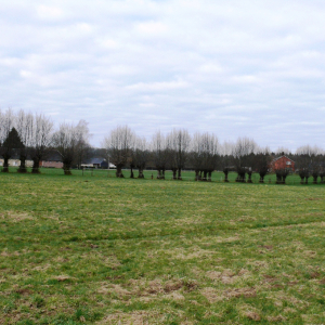 Photographie n°2532152 du taxon Carpinus betulus L. [1753]