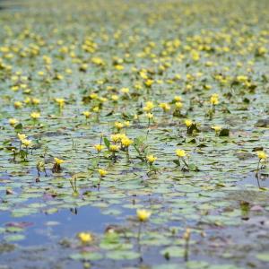  - Nymphoides peltata (S.G.Gmel.) Kuntze