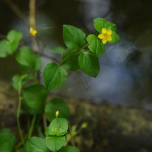 Photographie n°2532193 du taxon Lysimachia nemorum L.