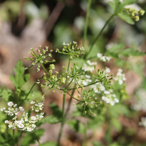 Photographie n°2532252 du taxon Chaerophyllum temulum L. [1753]