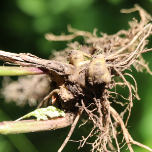 Photographie n°2532254 du taxon Scrophularia nodosa L. [1753]