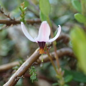 Photographie n°2532268 du taxon Vaccinium oxycoccos L.