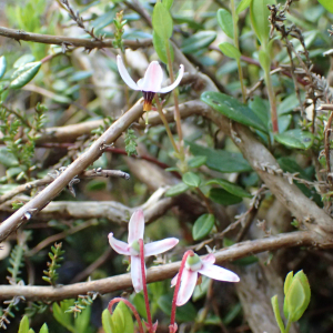 Photographie n°2532270 du taxon Vaccinium oxycoccos L.