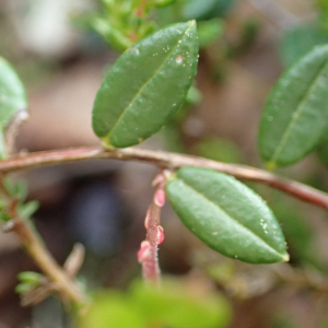 Photographie n°2532271 du taxon Vaccinium oxycoccos L.