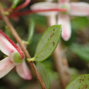 Photographie n°2532272 du taxon Vaccinium oxycoccos L.