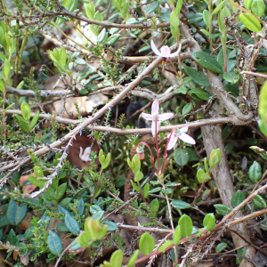 Photographie n°2532274 du taxon Vaccinium oxycoccos L.