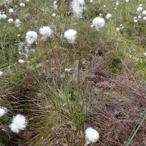 Photographie n°2532285 du taxon Eriophorum vaginatum L.