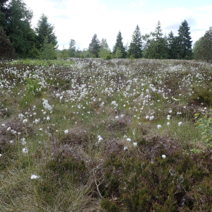 Photographie n°2532291 du taxon Eriophorum vaginatum L.