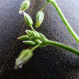 Photographie n°2532316 du taxon Cerastium fontanum Baumg. [1816]