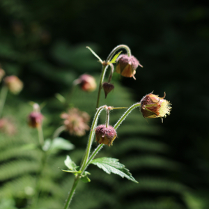 Photographie n°2532329 du taxon Geum rivale L.