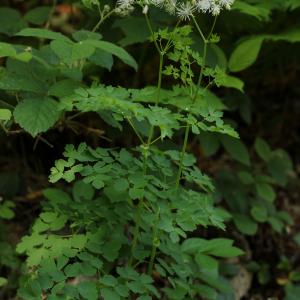 Photographie n°2532339 du taxon Thalictrum aquilegiifolium L.