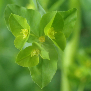 Photographie n°2532362 du taxon Euphorbia stricta L.
