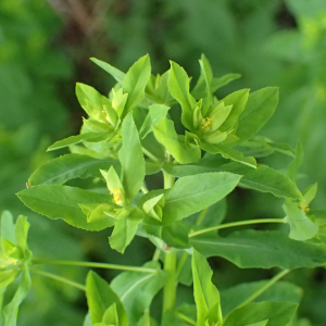 Photographie n°2532364 du taxon Euphorbia stricta L.
