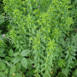 Photographie n°2532366 du taxon Euphorbia stricta L.