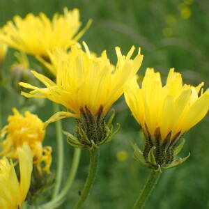 Photographie n°2532373 du taxon Crepis biennis L.