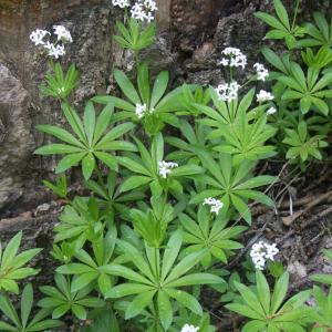 Photographie n°2532396 du taxon Galium odoratum (L.) Scop. [1771]