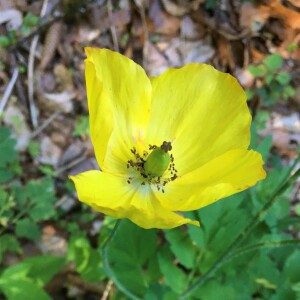 Photographie n°2532412 du taxon Papaver cambricum L.