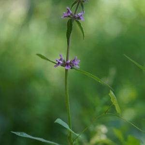  - Stachys palustris L.