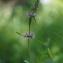  JosephVilliermet - Stachys palustris L.