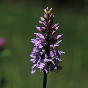 Photographie n°2532431 du taxon Dactylorhiza fuchsii (Druce) Soó