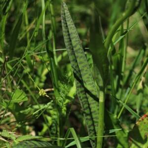 Photographie n°2532432 du taxon Dactylorhiza fuchsii (Druce) Soó