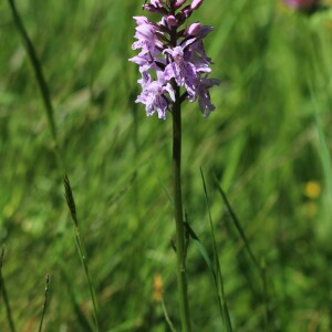 Photographie n°2532433 du taxon Dactylorhiza fuchsii (Druce) Soó