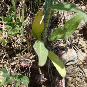 Photographie n°2532436 du taxon Echium creticum L.