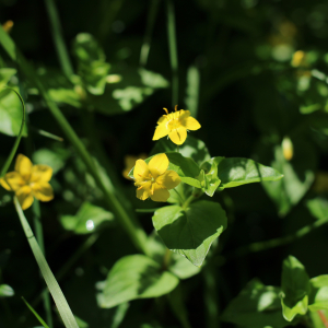 Photographie n°2532439 du taxon Lysimachia nemorum L.