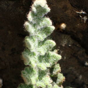  - Cosentinia vellea subsp. vellea 