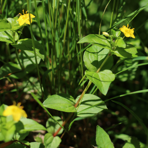 Photographie n°2532444 du taxon Lysimachia nemorum L.