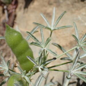 Photographie n°2532476 du taxon Lupinus angustifolius L.