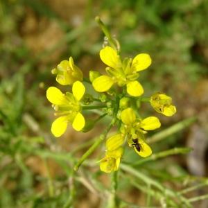 Photographie n°2532494 du taxon Rorippa sylvestris (L.) Besser [1821]