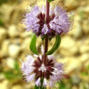 Photographie n°2532498 du taxon Mentha pulegium L.