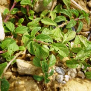 Photographie n°2532500 du taxon Mentha pulegium L.