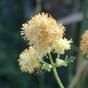 Photographie n°2532503 du taxon Thalictrum lucidum L.