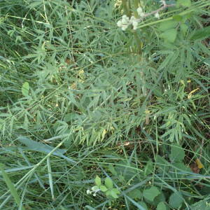 Photographie n°2532507 du taxon Thalictrum lucidum L.