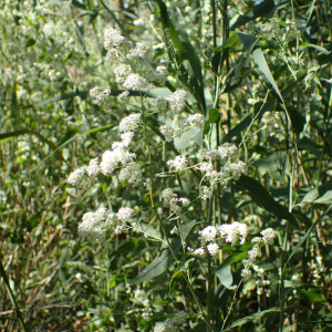 Photographie n°2532514 du taxon Lepidium latifolium L.