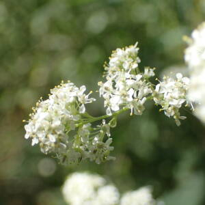 Photographie n°2532515 du taxon Lepidium latifolium L.