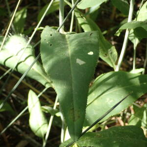 Photographie n°2532518 du taxon Lepidium latifolium L.