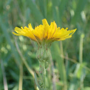 Photographie n°2532523 du taxon Sonchus maritimus L.