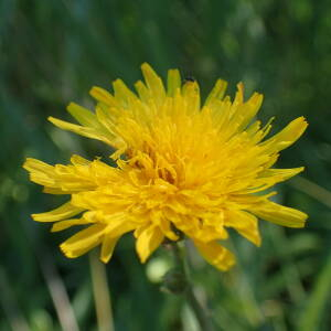 Photographie n°2532524 du taxon Sonchus maritimus L.